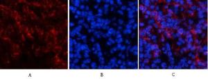 Immunofluorescence analysis of mouse spleen tissue using Anti-Tau (phospho Ser396) Antibody (red) at 1:200 (4 °C overnight). Cy3 labelled secondary Antibody was used at 1:300 (RT 50 min). Panel A: Target. Panel B: DAPI. Panel C: Merge