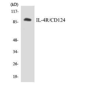 Anti-IL4R Rabbit Polyclonal Antibody