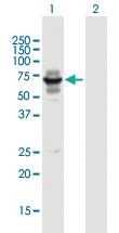 Anti-LIN9 Mouse Polyclonal Antibody