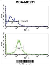 Anti-NKX3-1 Rabbit Polyclonal Antibody