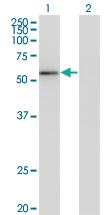 Anti-ZNF70 Mouse Monoclonal Antibody [clone: 3F8]