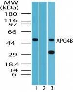 Anti-ATG4B Rabbit polyclonal antibody unconjugated