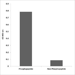 ELISA for immunogen phosphopeptide (left) and non-phosphopeptide (right) using Anti-Tau (phospho Ser396) Antibody