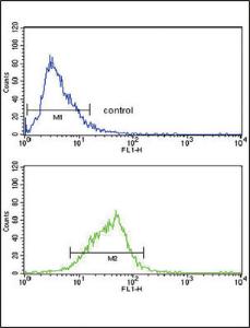 Anti-AOX1 Rabbit Polyclonal Antibody