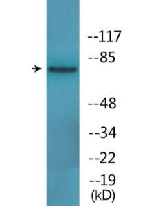 Western blot analysis of lysates from HeLa cells using Anti-Tau (phospho Ser396) Antibody