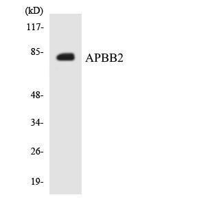 Western blot analysis of the lysates from HepG2 cells using Anti-APBB2 Antibody