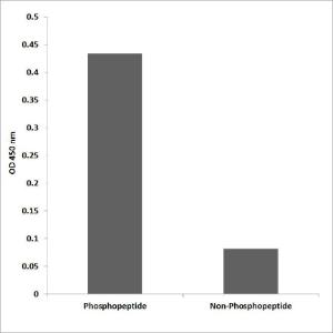 ELISA for immunogen phosphopeptide (left) and non-phosphopeptide (right) using Anti-Tau (phospho Ser262) Antibody