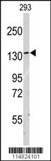 Anti-CDK3 Rabbit Polyclonal Antibody