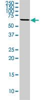 Anti-PPP1R15A Goat Polyclonal Antibody