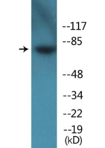 Western blot analysis of lysates from HeLa cells using Anti-Tau (phospho Ser262) Antibody