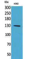 Anti-APAF1 Rabbit Polyclonal Antibody