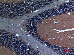 Immunohistochemical analysis of paraffin-embedded rat brain using Anti-SCG3 Antibody