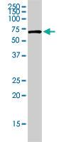 Anti-PPP1R15A Goat Polyclonal Antibody