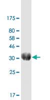 Anti-EPO Mouse Monoclonal Antibody [clone: 4G7]