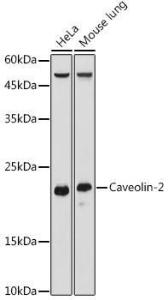 Antibody A307367-100 100 µl