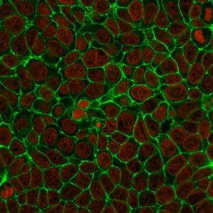 Immunofluorescent analysis of methanol fixed MCF-7 cells stained with Anti-EpCAM Antibody [SPM134] followed by Goat Anti-Mouse IgG (CF&#174; 488) (Green). The nuclear counterstain is NucSpot (Red).