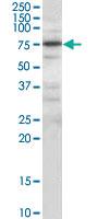 Anti-PPP1R15A Goat Polyclonal Antibody