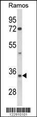 Anti-ELMO1 Rabbit Polyclonal Antibody (Biotin)