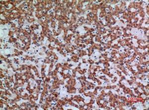 Anti-APAF1 Rabbit Polyclonal Antibody