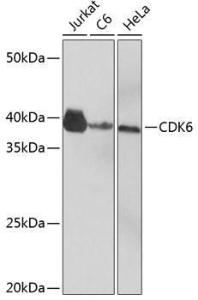 Western blot analysis of extracts of various cell lines, using Anti-Cdk6 Antibody [ARC0224] (A308341) at 1:1000 dilution