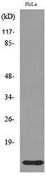 Western blot analysis of lysate from HeLa cells using Anti-IL8 Antibody