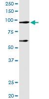 Anti-DDX54 Rabbit Polyclonal Antibody