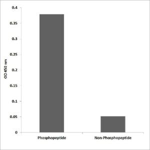 ELISA for immunogen phosphopeptide (left) and non-phosphopeptide (right) using Anti-Src (phospho Tyr216) Antibody