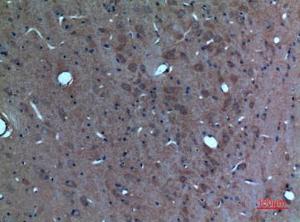 Immunohistochemical analysis of paraffin-embedded rat brain using Anti-SCG3 Antibody