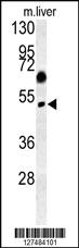 Anti-SNX31 Rabbit Polyclonal Antibody