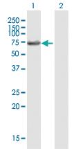 Anti-LIN9 Mouse Polyclonal Antibody