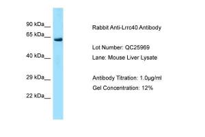 Anti-LRRC40 Rabbit Polyclonal Antibody