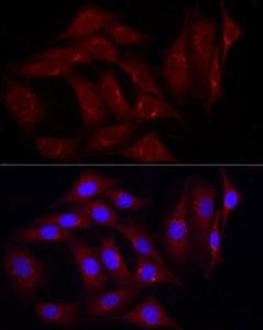 Antibody A307367-100 100 µl