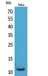 Western blot analysis of HeLa cells using Anti-IL8 Antibody