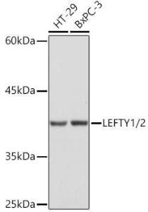 Antibody A305760-100 100 µl