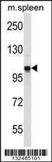 Anti-GPRASP2 Rabbit Polyclonal Antibody