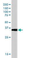 Anti-SOCS1 Goat Polyclonal Antibody