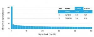 Analysis of protein array containing more than 19,000 full-length human proteins using Anti-HER2 Antibody [ERBB2/3078]