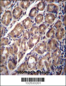 Anti-PCDHA12 Rabbit Polyclonal Antibody