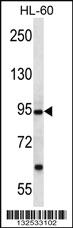 Anti-PCDHA12 Rabbit Polyclonal Antibody