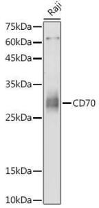 Western blot analysis of extracts of Raji cells, using Anti-CD70 Antibody (A308344) at 1:1000 dilution