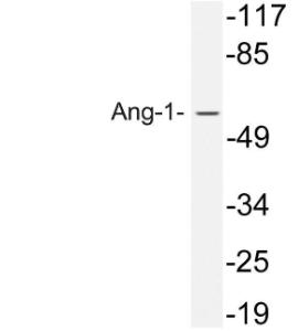 Western blot analysis of lysate from HeLa cells using Anti-Ang-1 Antibody