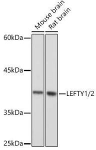 Antibody A305760-100 100 µl