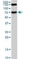 Anti-MELK Goat Polyclonal Antibody