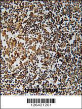 Anti-PYHIN1 Rabbit Polyclonal Antibody