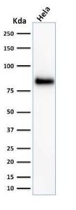 Western blot analysis of HeLa cell lysate using Anti-CD44 Antibody [156-3C11]