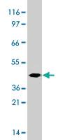 Anti-CXCR1 Rabbit Polyclonal Antibody