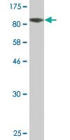 Anti-CBFA2T2 Mouse Monoclonal Antibody [clone: 3H3]