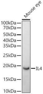 Anti-IL-4 Rabbit Polyclonal Antibody