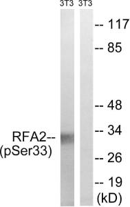 Antibody A94267-100