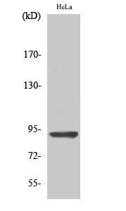 Western blot analysis of various cells using Anti-AMPD2 Antibody